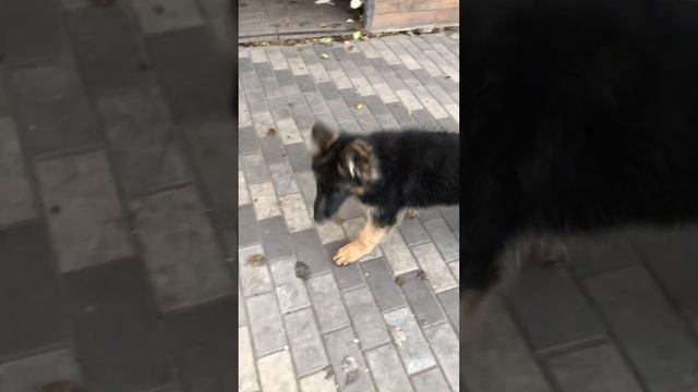 Наши уши-наше достоинство❤️❤️❤️, Бумер и Бакстер 🥰🥰🥰