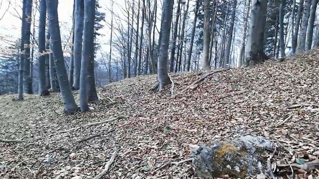 Дикорастущие морозники!!! Ура! Я их нашла!!! смотреть онлайн