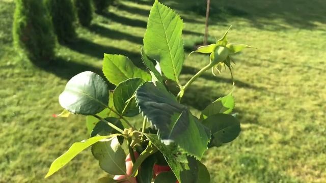 100% УКОРЕНЕНИЕ черенков роз! Личный опыт и результаты в видео смотреть онлайн