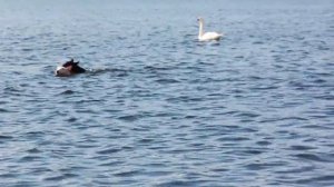 Охота на лебедя