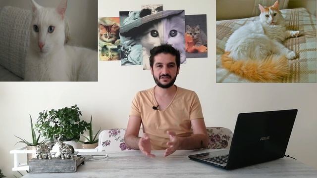 Turkish Angora Cat VS Turkish Van Cat (Ankara Kedisi İle Van Kedisinin Farkı) смотреть онлайн