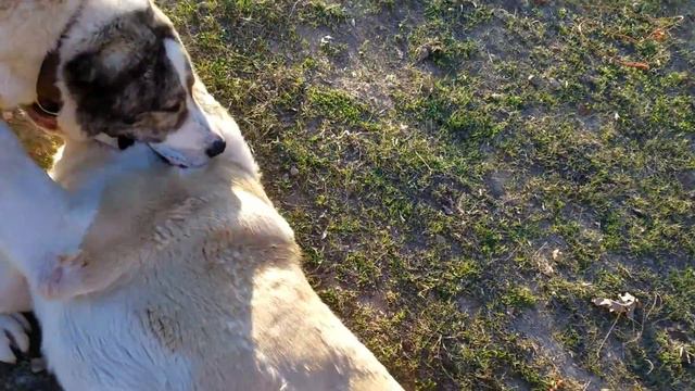 Пятилетний и годовалая алабаи смотреть онлайн