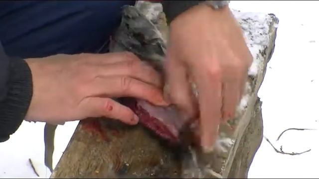 Чистка окуня смотреть онлайн