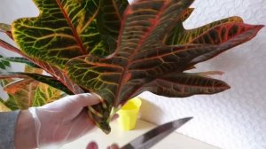 Как Я Размножаю КРОТОН (Кодиеум).