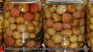 Когда созревает крыжовник: как собирать спелые ягоды