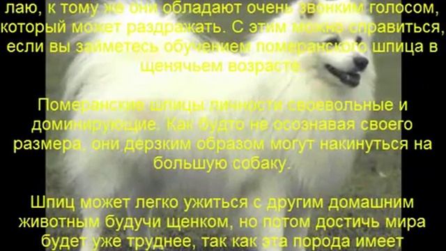 померанский шпиц описание породы содержание и уход смотреть онлайн