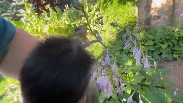 Кукуруза не понравилась ни Ангелине, ни Люсе, а вот черешня другое дело))) смотреть онлайн