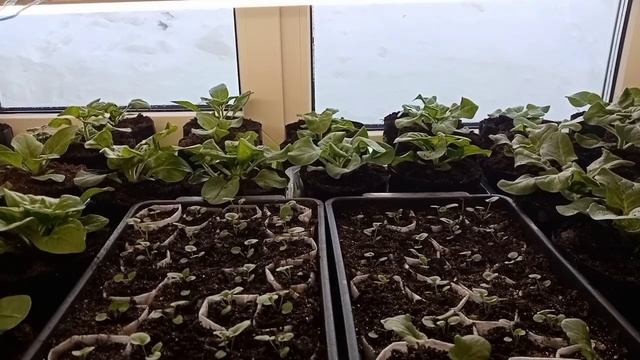 Атлет-мой отзыв о данном препарате для растений. смотреть онлайн