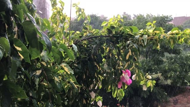 Музыка дождя.Самая красивая музыка, можно слушать бесконечно !!!Трогательная музыка для души !!! смотреть онлайн