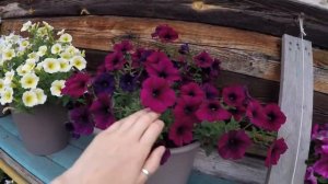 ПЕТУНИЯ ИЗИ ВЭЙФ ЕЛОУ,СИЛЬВЕР,БУРГУНДИ,БЕРРИ ВЕЛЮР.2020