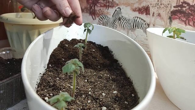 Как увеличить количество ризом у Ахименесов и Смитикодонии. (10 видео). смотреть онлайн