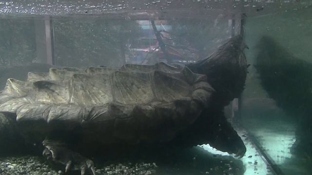 Сочи. Парк "Ривьера". Зоопарк "Рио". Грифовая черепаха смотреть онлайн