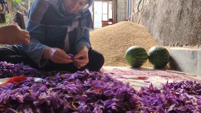 Harvest Saffron Flowers At Country Life In Iran & Make Saffron Spice : World's Most Expensive Spice