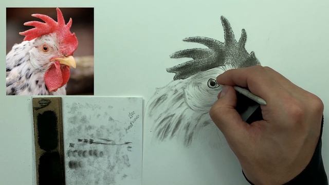 How to Draw a Chicken | Step by Step Tutorial смотреть онлайн