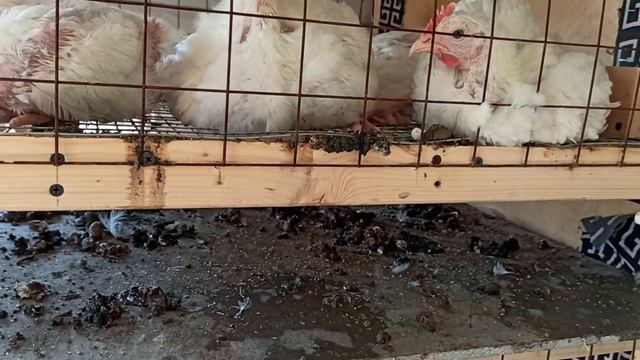 Бройлеры в душе на даче смотреть онлайн
