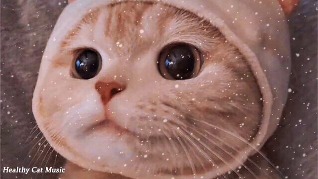 Relaxing Music for Cats with Anxiety! Deep Soothing Music for Anxious, ill and Stressed Cats!!!! смотреть онлайн