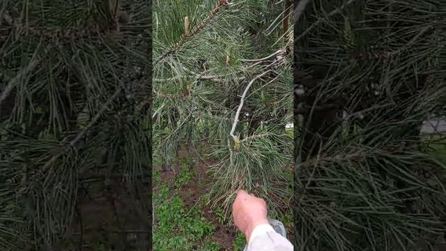 Побеги сосны спасли мне жизнь. смотреть онлайн