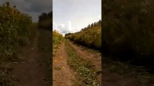 Подъём в гору около 45 градусов,на электро-велосипеде