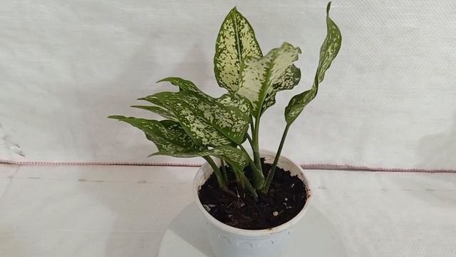 sku AGLAOP04 Aglaonema Snow White Plant смотреть онлайн