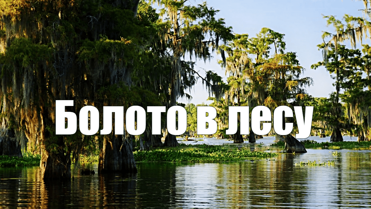 Болото в лесу летом. Звуки птиц, сверчков, лягушек 1 час