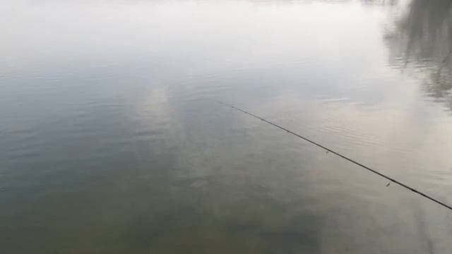 Reins AJI CARO SWAMP Pink Lox