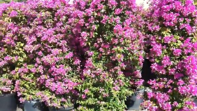 15G Trellis Bougainvillea New River