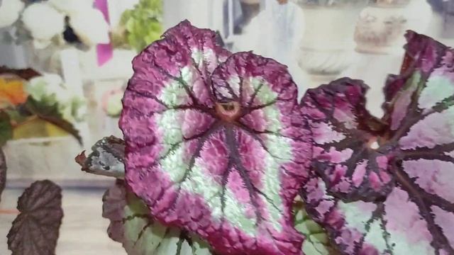 Бегонии. Не перестаю ими восхищаться! Часть2 смотреть онлайн