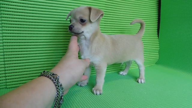 ПРОДАН - МАРИ МИСТИК ФИЛ ФОСТЕР - 2 МЕС #КУПЛЮЧИХУАПРОДАЮЩЕНКА смотреть онлайн