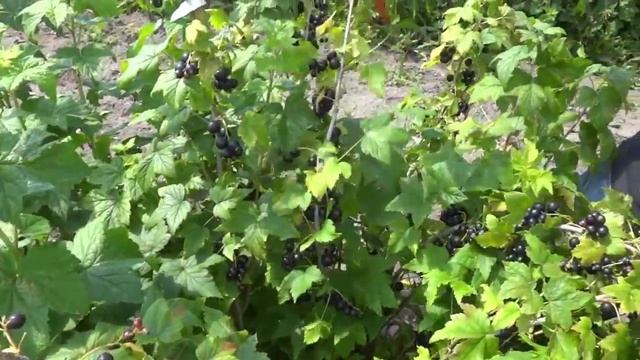 Cмородина чёрная сорт Голубичка смотреть онлайн