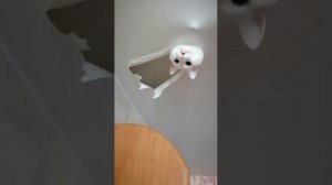 Кот и натяжной потолок!!! Вредный кот!!!! Натяжной потолок!!!