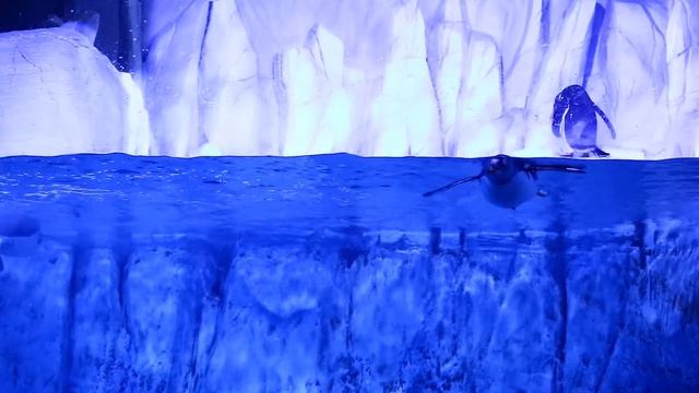 ВИДЕО ЗВУКИ ПТИЦ ГОЛОСА ПТИЦ для самых маленьких - развивающие видео для детей - как говорят ПТИЦЫ смотреть онлайн