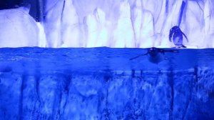 ВИДЕО ЗВУКИ ПТИЦ ГОЛОСА ПТИЦ для самых маленьких - развивающие видео для детей - как говорят ПТИЦЫ