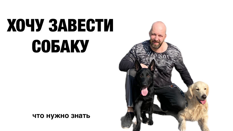 Что нужно знать перед тем как завести собаку. Обязательно к просмотру! смотреть онлайн