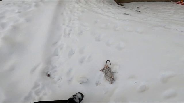 5-и месячный щенок Ягдтерьера ловит крыс и не хочет поделится с собаками и с волком смотреть онлайн