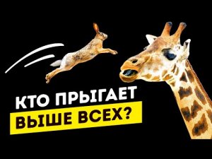Кто прыгает выше всех