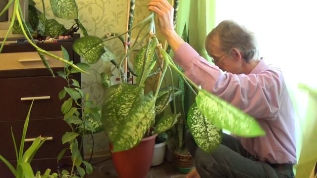 Диффенбахия: Пересадка и Черенкование: Как Это Сделать? смотреть онлайн