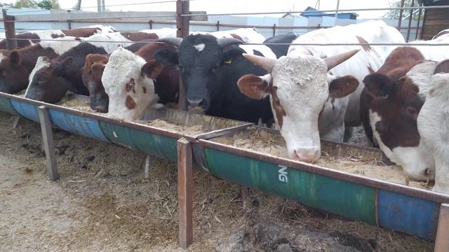 Сдали самого большого быка. Почистили загон. смотреть онлайн