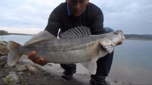 Ловля-Судака.