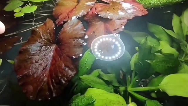 #Развел-1000-гуппи. Изменения на разводне.