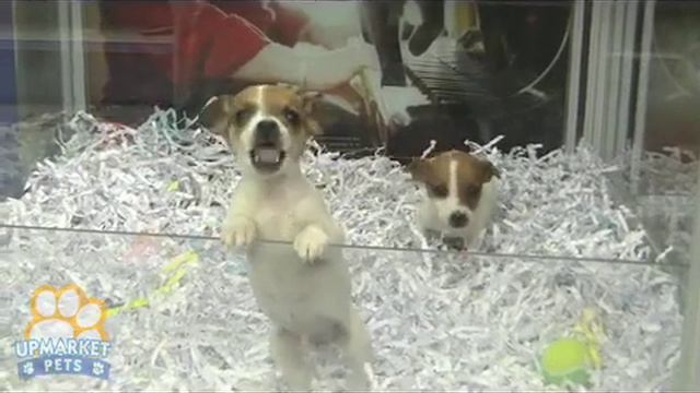 Jack Russell X Chihuahua puppies смотреть онлайн