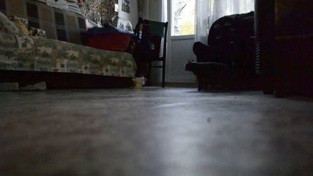 25⁄09⁄2014 кот носится смотреть онлайн