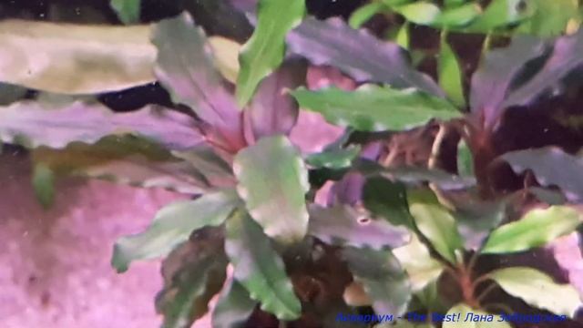 Буцефаландра красиво разрослась на вабикусе смотреть онлайн
