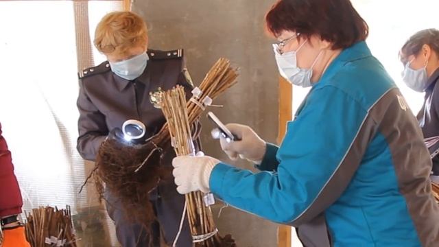 Под контролем Россельхознадзора во Владимирскую область завезены саженцы малины смотреть онлайн