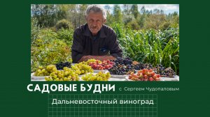 Садовые Будни с Сергеем Чудопаловым.  ДВ виноград