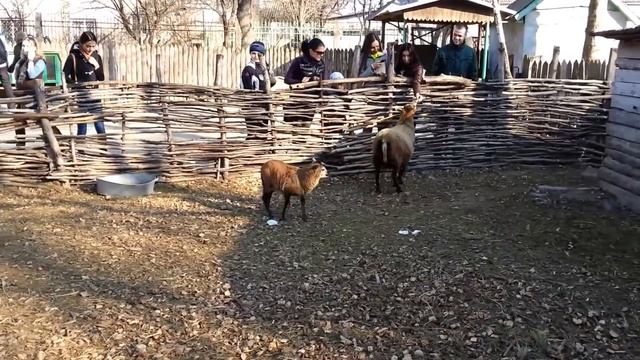 Овечка блеет смотреть онлайн