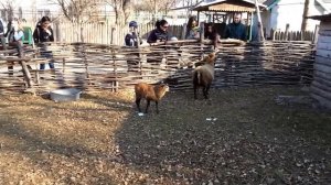Овечка блеет