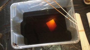 Многоликая морилка Клён.