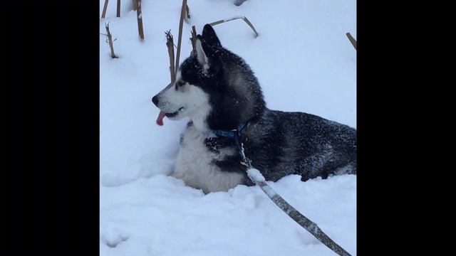 Walk, Siberian husky (наш Чинук) смотреть онлайн
