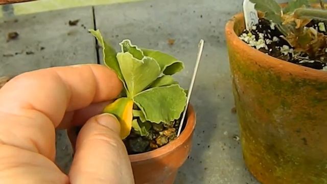 Primula Auricula & Marginata Spring Care & How to Remove Dead Leaves смотреть онлайн