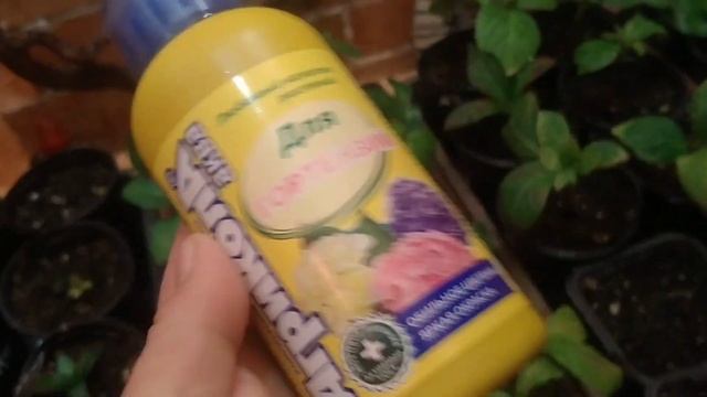 ЧЕРЕНКИ ГОРТЕНЗИЙ ФРЕНЧ БОЛЕРО И СБЕЖАВШАЯ НЕВЕСТА В ДОМАШНИХ УСЛОВИЯХ. смотреть онлайн